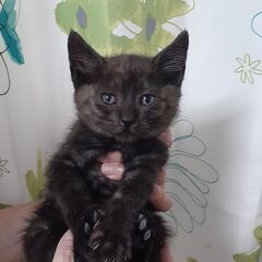 里親様決まりました😺くま吉くん