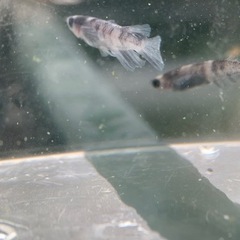 和墨RLF 1ペア 成魚 産卵中個体 種親 兄弟に黄色色素持ちのレア個体の画像