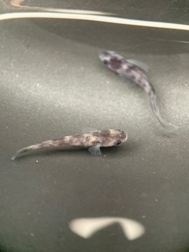 和墨RLF 1ペア 成魚 産卵中個体 種親 兄弟に黄色色素持ちのレア個体