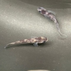 和墨RLF 1ペア 成魚 産卵中個体 種親 兄弟に黄色色素持ちのレア個体の画像
