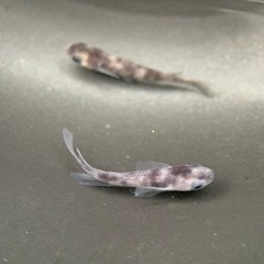 和墨RLF 1ペア 成魚 産卵中個体 種親 兄弟に黄色色素持ちのレア個体の画像