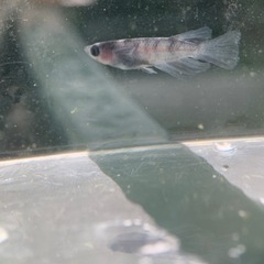 和墨RLF 1ペア 成魚 産卵中個体 種親 兄弟に黄色色素持ちのレア個体の画像