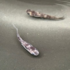 和墨RLF 1ペア 成魚 産卵中個体 種親 兄弟に黄色色素持ちのレア個体の画像