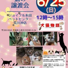 猫の譲渡会～あなたの家族になりたい～~~~　　　