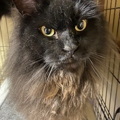 [大至急]  里親さん募集