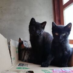 黒猫メス　生後２ヶ月半　里親募集