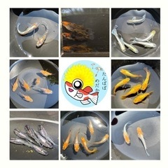 明日は平日ですが営業いたします！