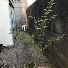 ムラサキシキブ 庭木