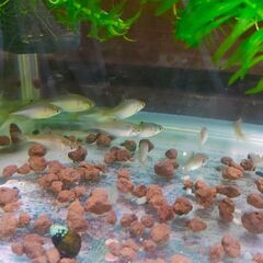 室内越冬！🐟　タイリクバラタナゴ　6匹　⑥の画像