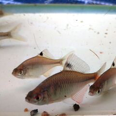 室内越冬！🐟　タイリクバラタナゴ　6匹　⑥の画像