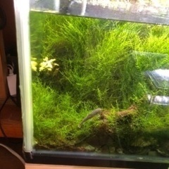 ドクターフィッシュ10匹(ガラ･ルファ)足湯にいる魚の画像