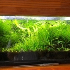 ドクターフィッシュ10匹(ガラ･ルファ)足湯にいる魚の画像