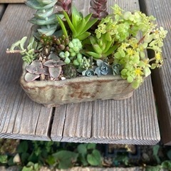 素人多肉寄せ植え②