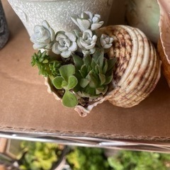 素人多肉寄せ植え②の画像