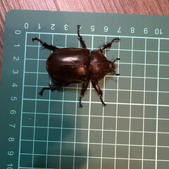「かず様　お取引中」カブトムシ成虫2匹ペア　飼育ケース付　そのまま飼育できますの画像
