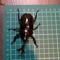 「かず様　お取引中」カブトムシ成虫2匹ペア　飼育ケース付　そのまま飼育できますの画像