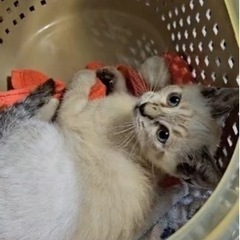 シャム系　仔猫2ヶ月