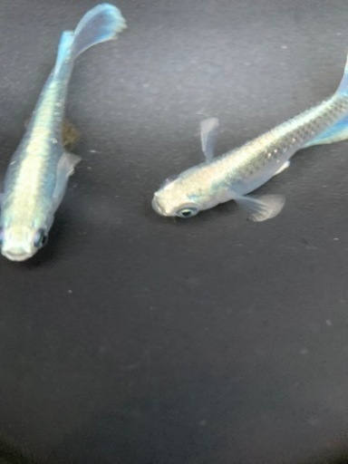 富士宮めだか エメキン×グランブルー 1ペア メダカ 産卵中