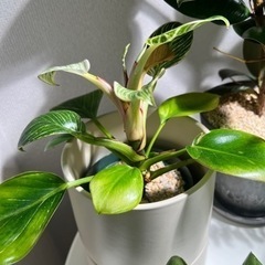 観葉植物　フィロデンドロン　バーキン