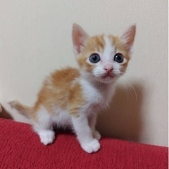 全て柄の違うきょうだい子猫ちゃん　子猫だらけの里親会参加