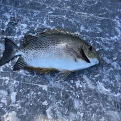 北部で釣り仲間