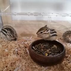 シマリス　ベビー～ヤング個体【ペア33000円】