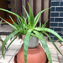 【無料で差し上げます】アロエ 鉢ごと 大きめ 植物 