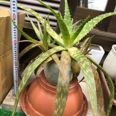 【無料で差し上げます】アロエ 鉢ごと 大きめ 植物 の画像