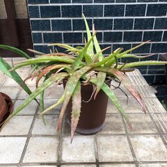 【無料で差し上げます】アロエ 鉢ごと 植物