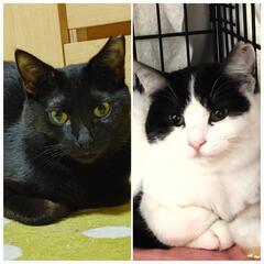 【里親様決定】可愛いハチワレ、黒猫姉妹2匹一緒希望　推定１歳　8...