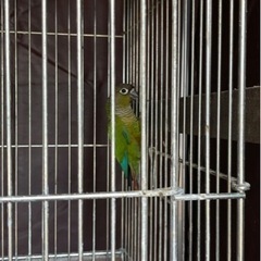 ホオミドリウロコインコ