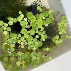 浮き草 メダカ、流木等