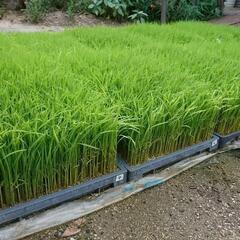 ひめの◯◯ 苗