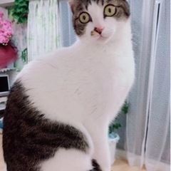 ワクチンの接種と避妊去勢手術済み