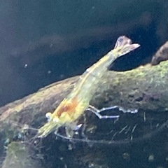 ミナミヌマエビ 好きなだけ メダカ グッピー 熱帯魚 のお供に