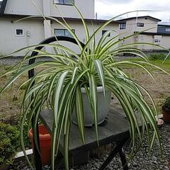 観葉植物‼️折り鶴欄‼️鉢付