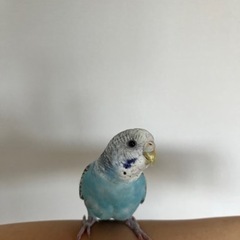 ※お話し中　セキセイインコ　