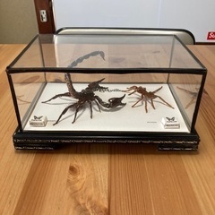 取引決定！サソリ&タランチュラ　標本