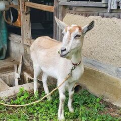 ヤギメスオス 譲渡(香川県)