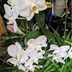 ④ミニ胡蝶蘭（白）受付終了！
