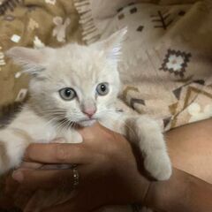 ブリティッシュショートヘアーの子猫