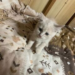 ブリティッシュショートヘアーの子猫 - 東松浦郡