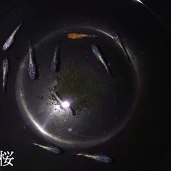 夜桜