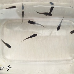 オロチメダカ