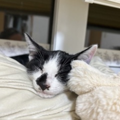 【急募】子猫　オス　
