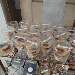 6/19(月)PMクワガタ追加出品情報＊300円〜☆倉敷☆船穂☆玉島☆の画像