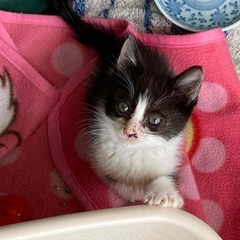 ありがとうございました。　里親さん決まりました。