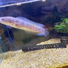 レッドコウタイ　　スネイクヘッドの画像