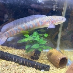 レッドコウタイ　　スネイクヘッドの画像