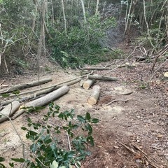 伐採木好きなだけ！薪にする方どうぞの画像